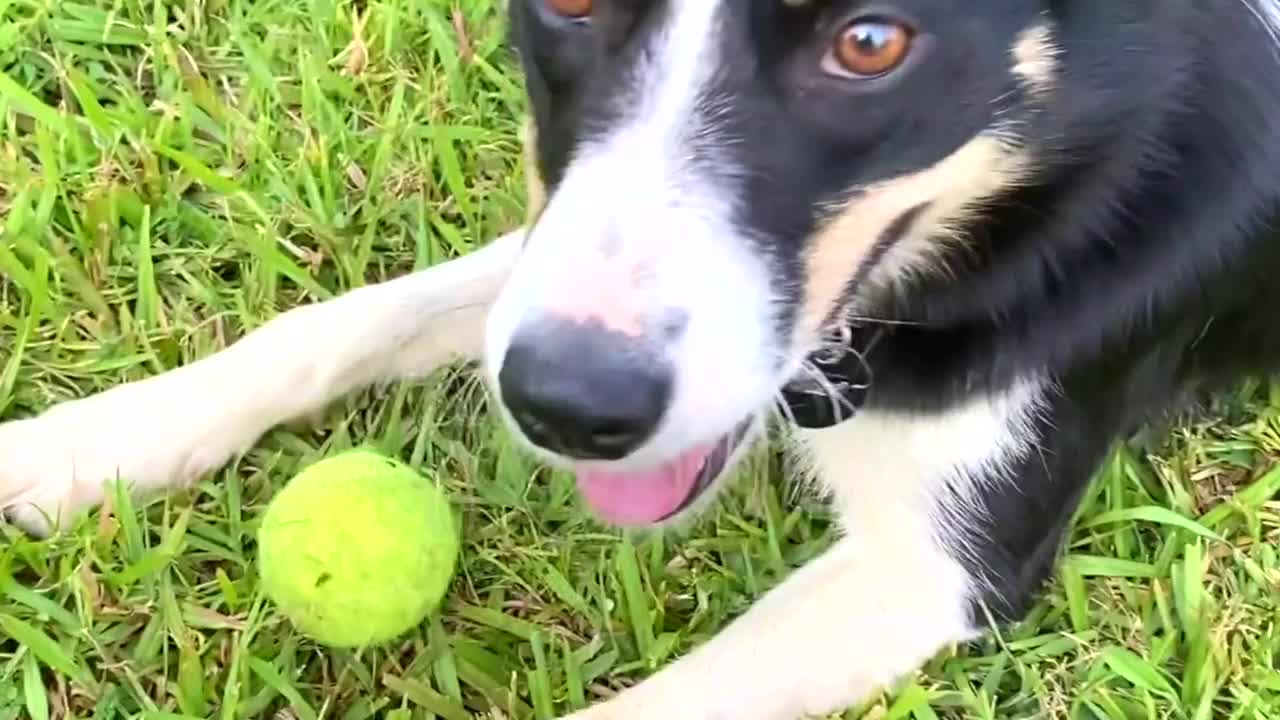 牧羊犬在玩球视频素材