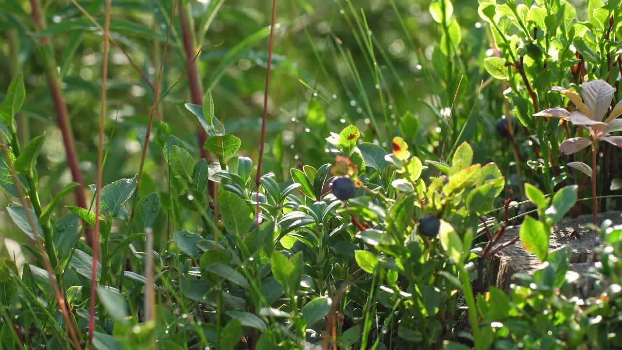 夏天在瑞典北部采摘蓝莓视频素材