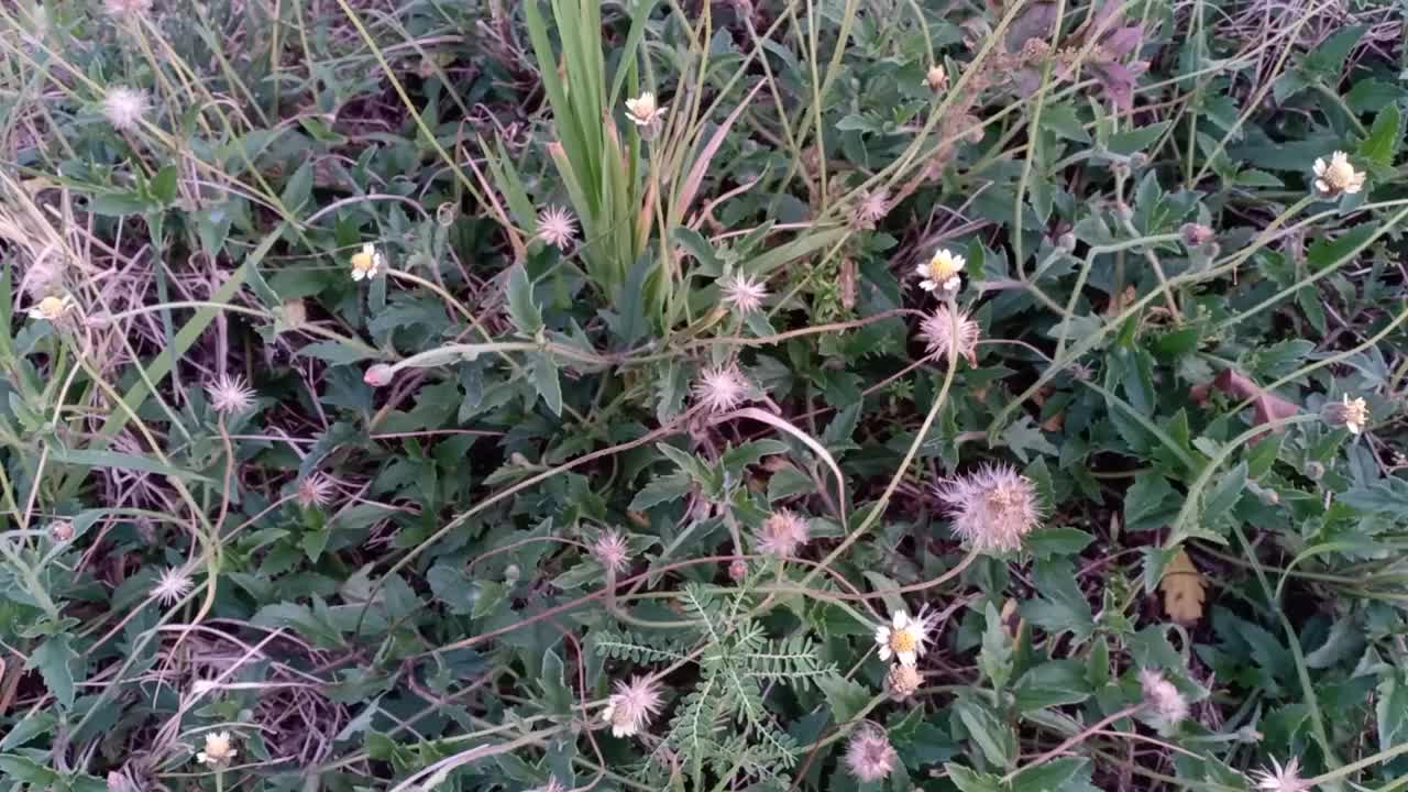 野生植物三棱草视频素材