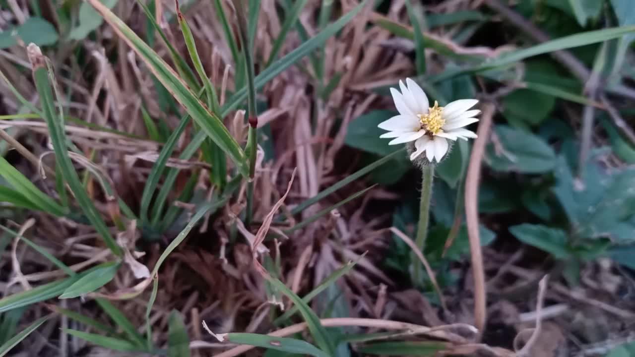 野生植物三棱草视频素材