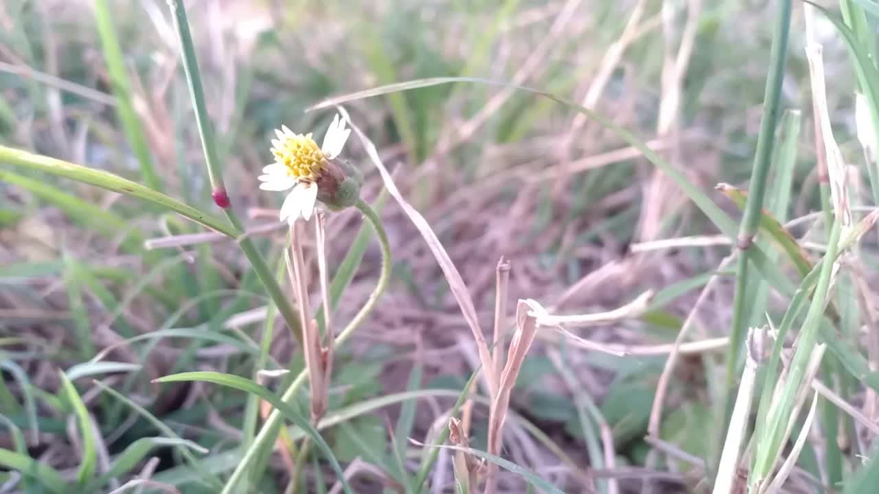 野生植物三棱草视频素材