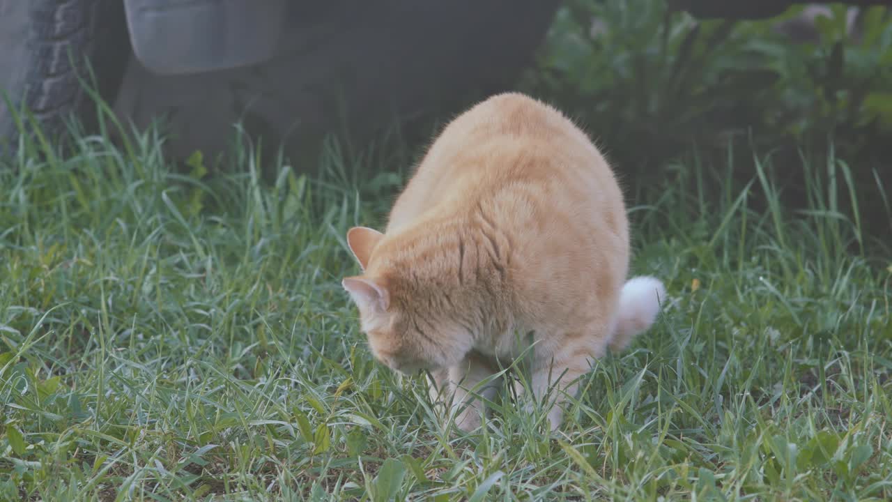 姜斑猫在户外吃绿草。特写镜头。自然和谐的概念。宠物视频素材