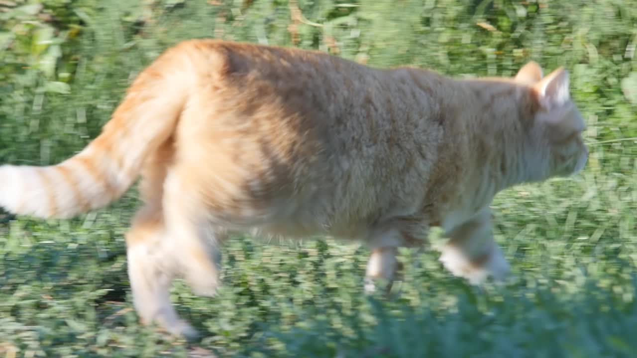 姜黄色的大猫在户外的草地上散步。不要看后面。夏天的日出。视频素材