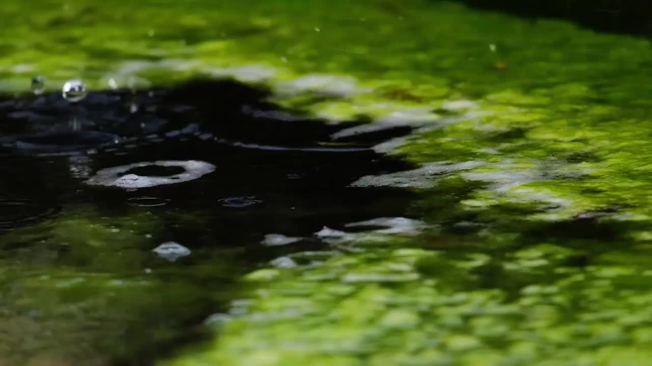 水面上有绿色的苔藓和白色的泡沫视频素材