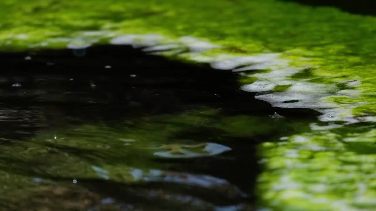 水面上有绿色的苔藓和白色的泡沫视频素材