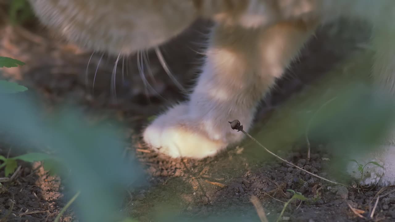 在细节。姜黄色的猫在草地上上厕所，把爪子埋在地上。特写镜头。宠物的乡村生活。视频素材