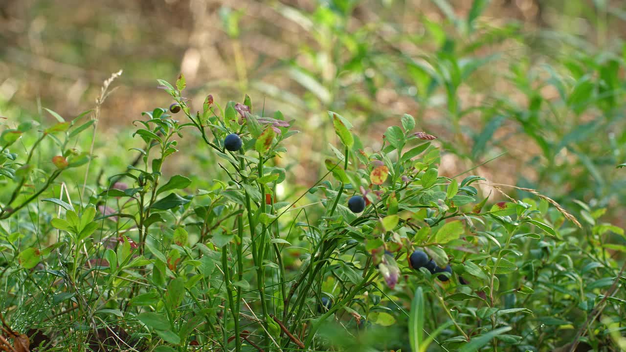 夏天在瑞典北部采摘蓝莓视频素材