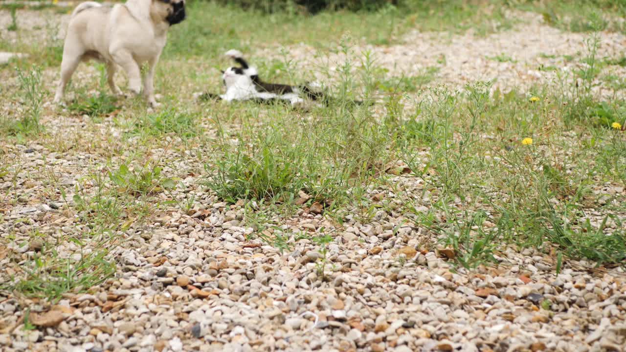 狮子和猫视频素材