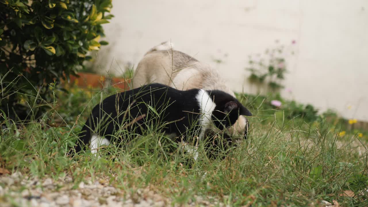 猫和狗在野外视频素材