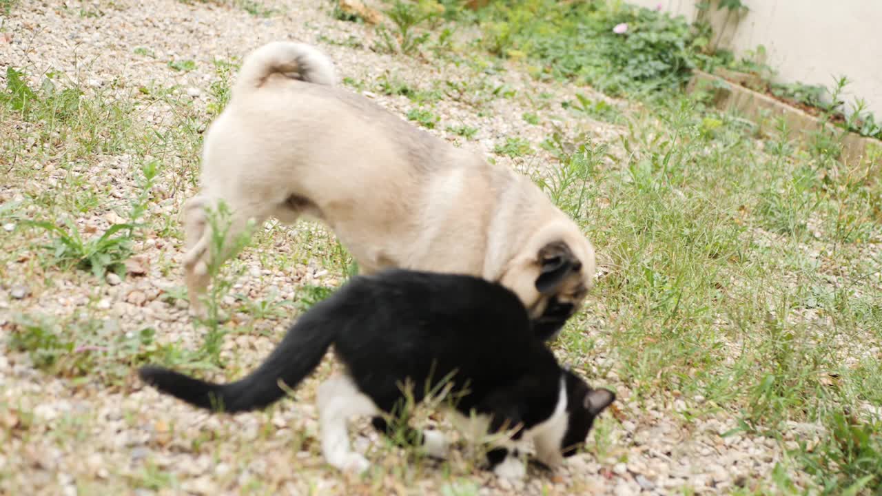 猫和狗在野外视频素材