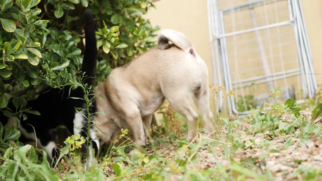 猫和狗在野外视频素材