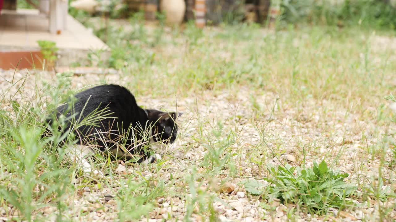 小猫和帕格在野外视频素材