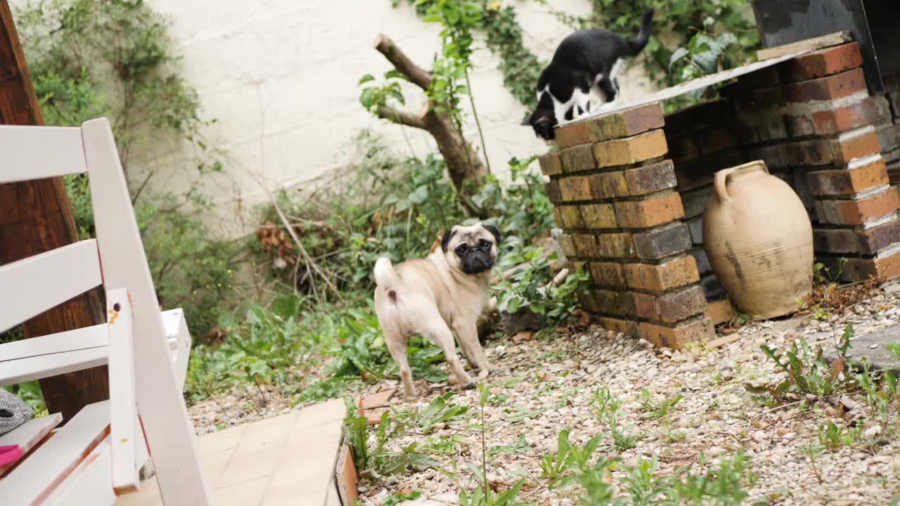 猫和狗在野外视频下载