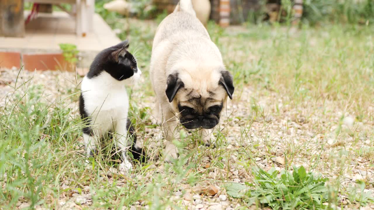 小猫和帕格在野外视频素材