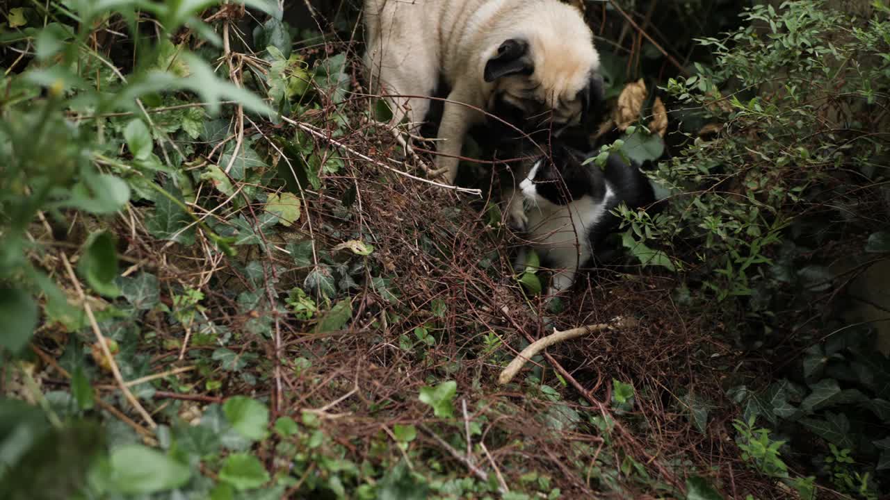 小猫和帕格在野外视频素材