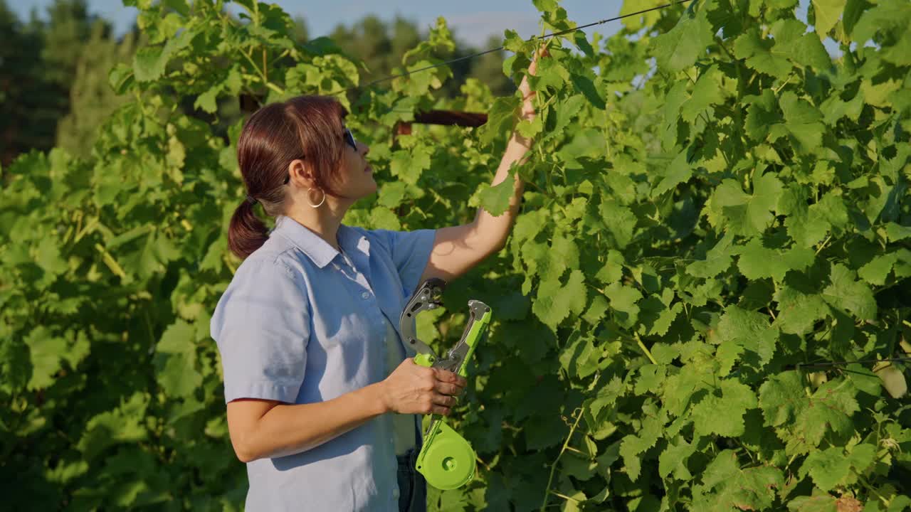 女园丁农民用专业的设备在葡萄园制作藤丛的吊袜带视频素材