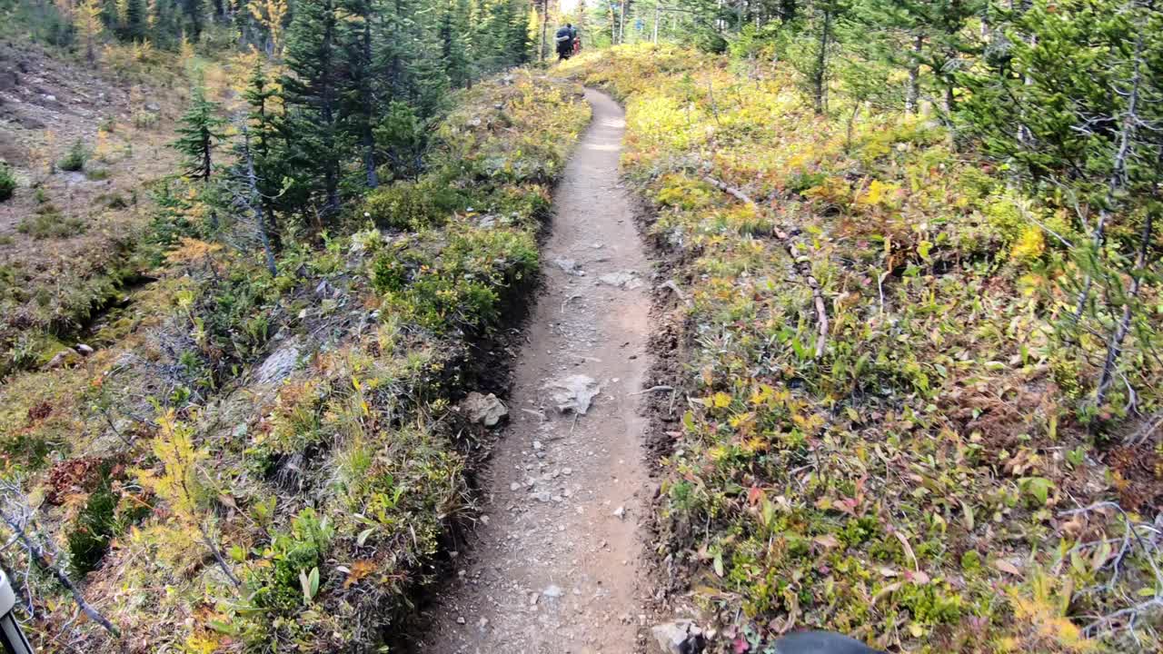 在国家公园的秋天森林里，游客在山上用登山杆登山视频素材