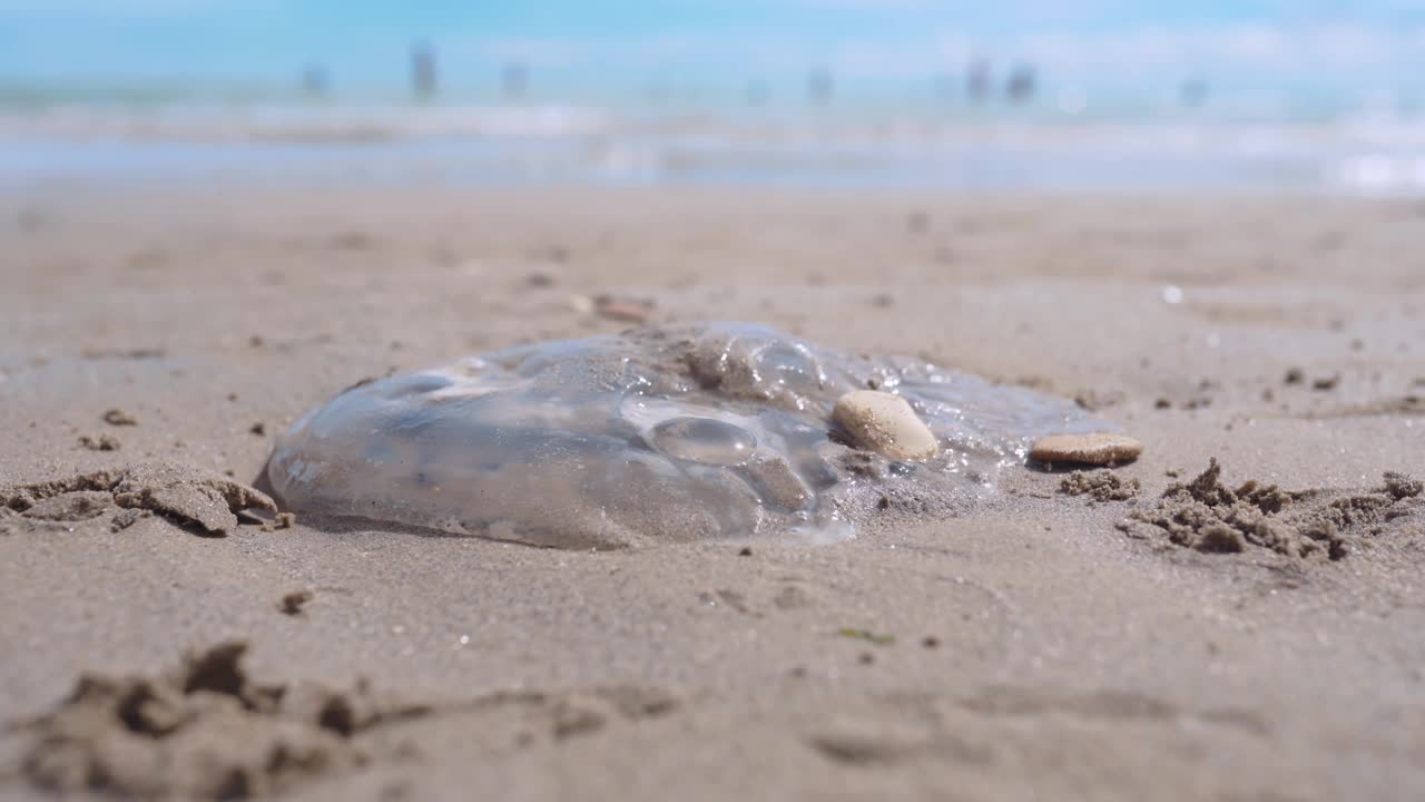 有毒的死水母躺在沙滩上，赤脚的人们绕过危险的美杜莎。由于全球气候变化，水下透明水母入侵海岸视频素材