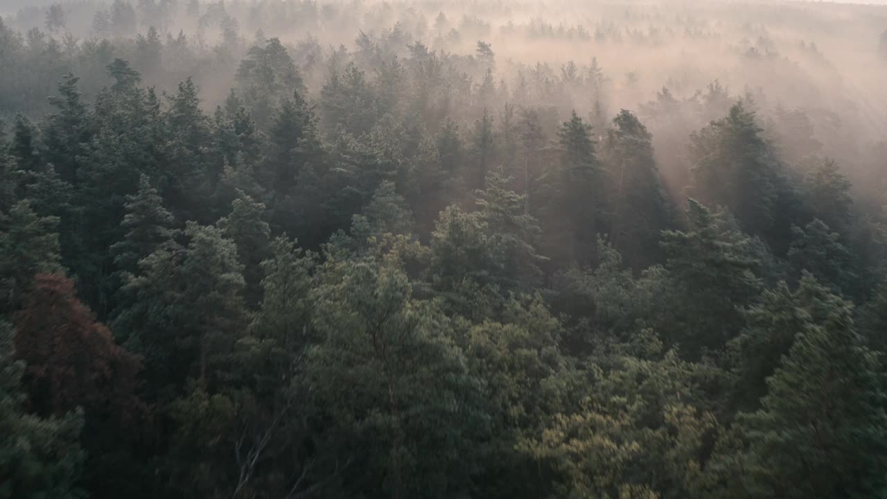 夏日清晨松林拂晓，鸟瞰图。视频素材