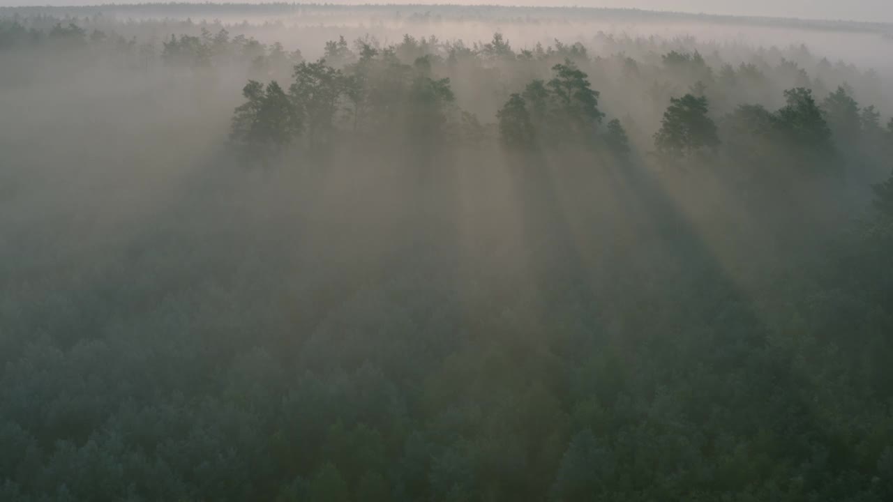 夏日清晨松林拂晓，鸟瞰图。视频素材