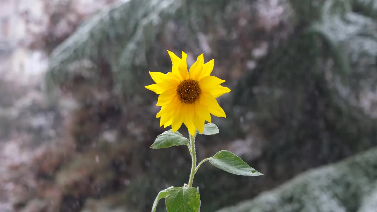 早期的降雪。黄色向日葵的背景上早雪视频素材