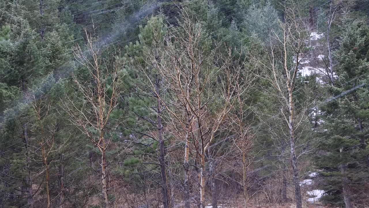 雪在冬天视频素材