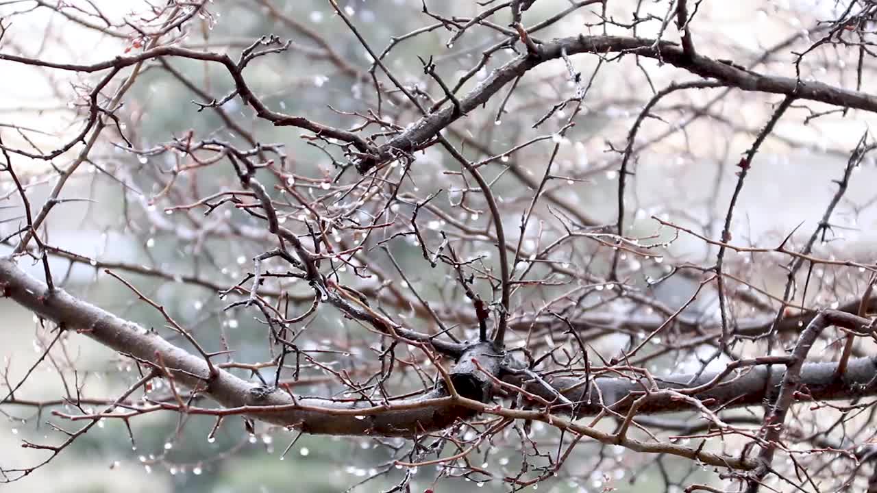 雪在冬天视频素材