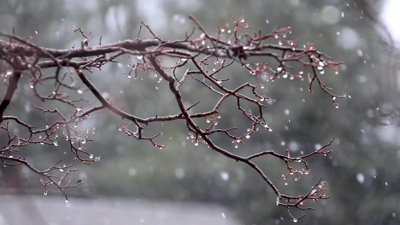 雪在冬天视频素材