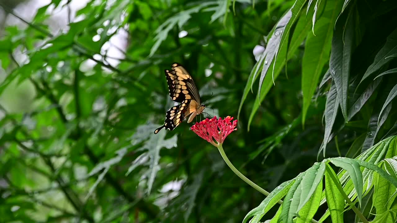 老虎燕尾蝶视频素材