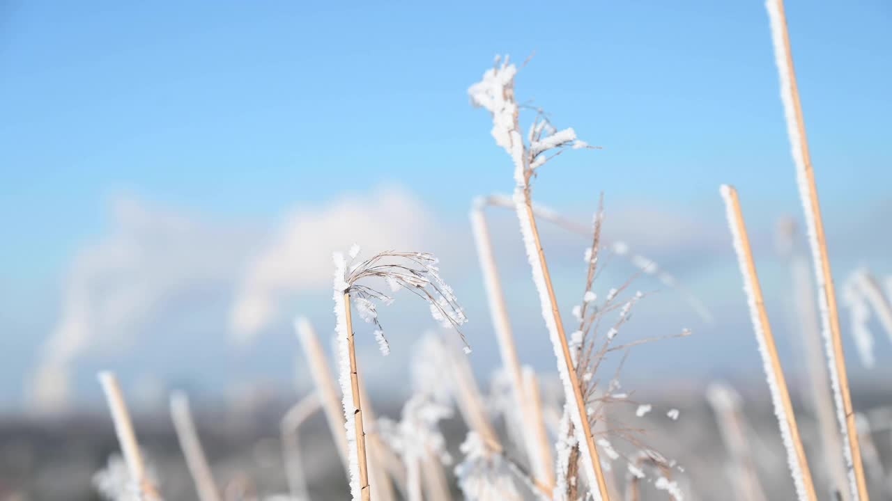 冬天结冰的树枝的特写视频素材