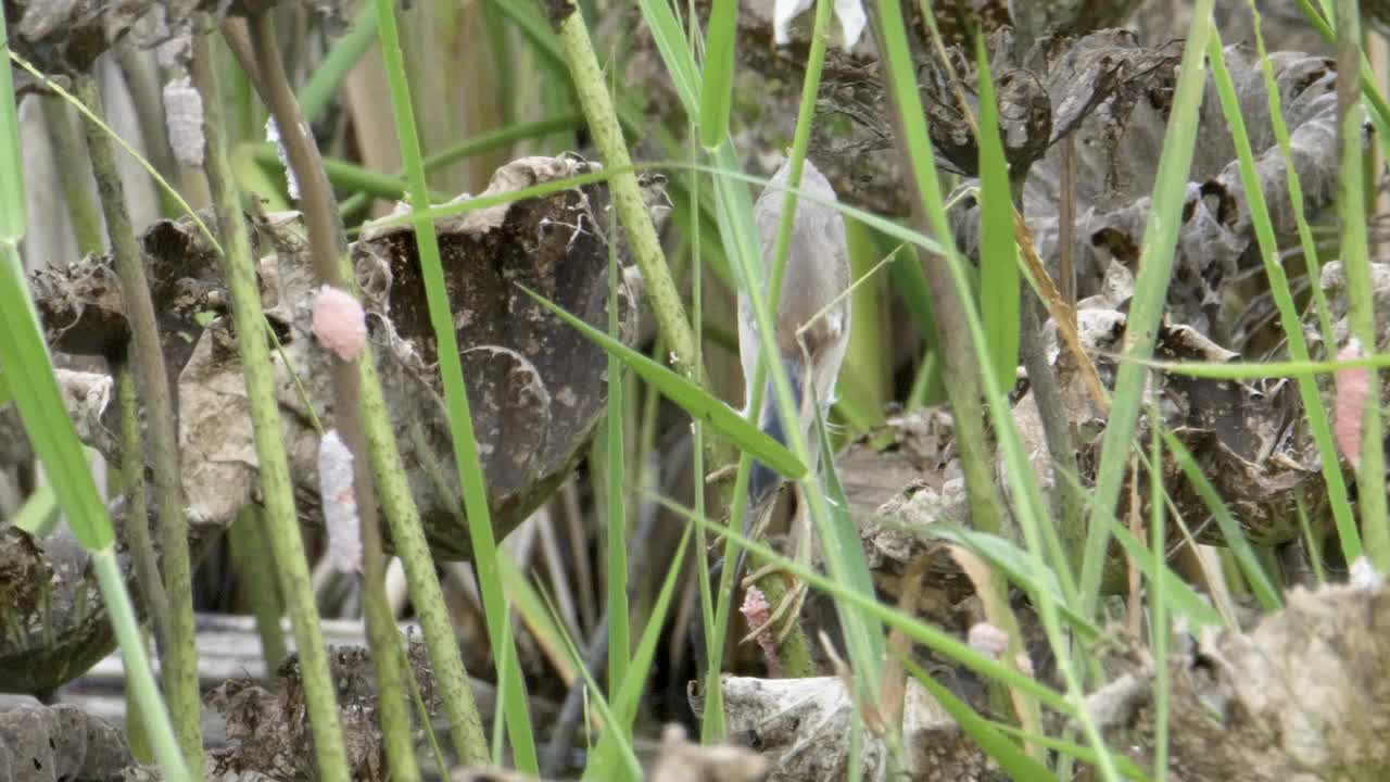 在沼泽中觅食的苍鹭视频素材