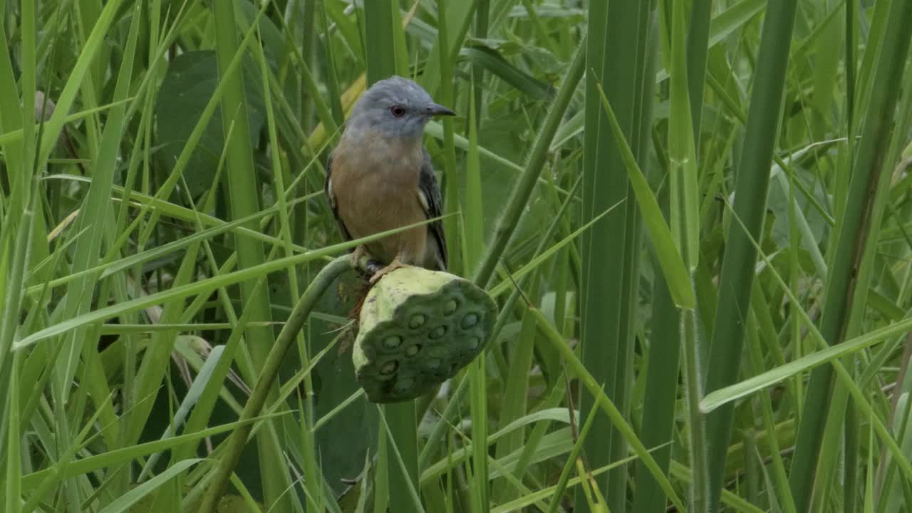 悲哀的杜鹃视频素材