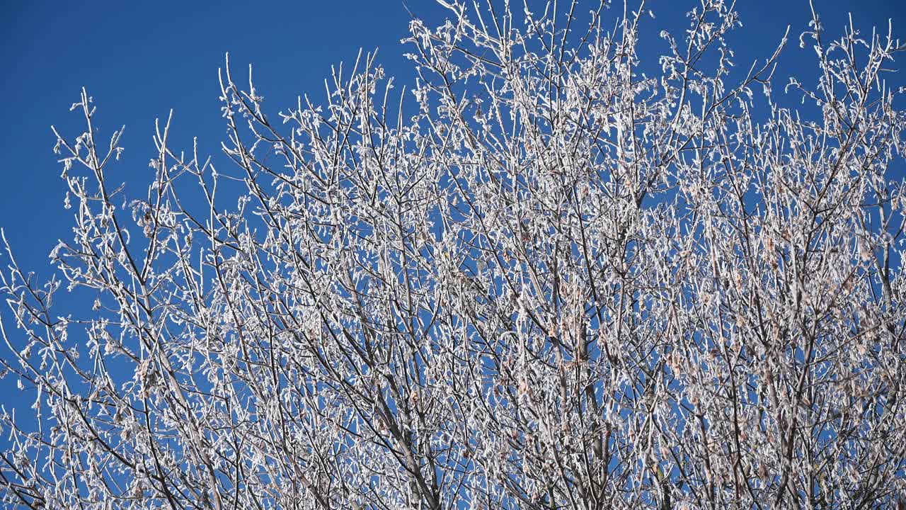 冬天被雪覆盖的落叶树。德国视频素材