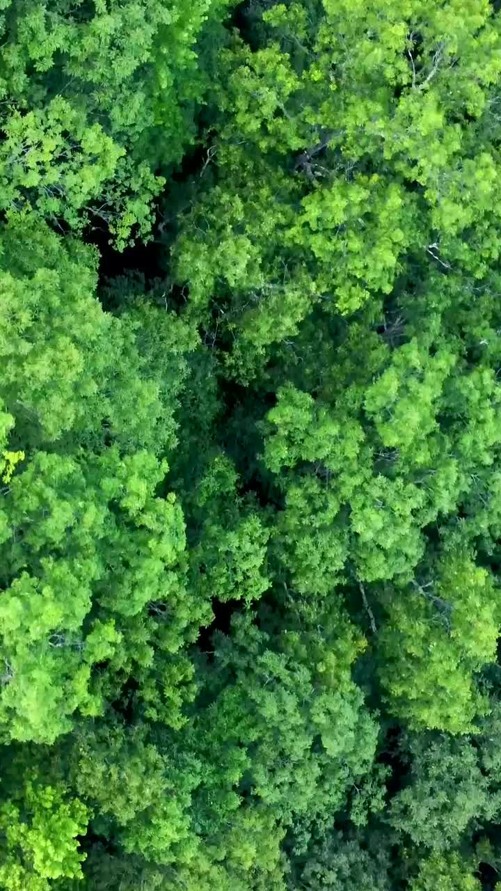 垂直飞越高山树梢视频素材