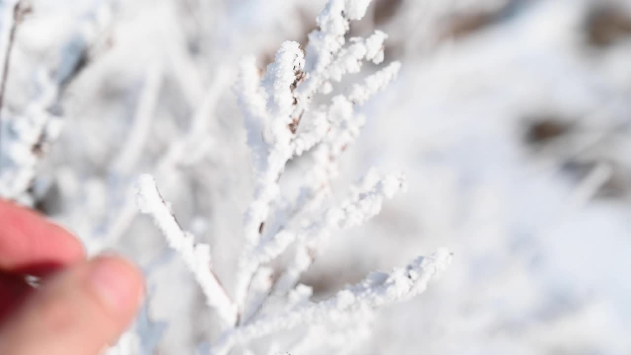 在寒冷的冬日，一个男人手里拿着一根被雪冻住的树枝。视频素材