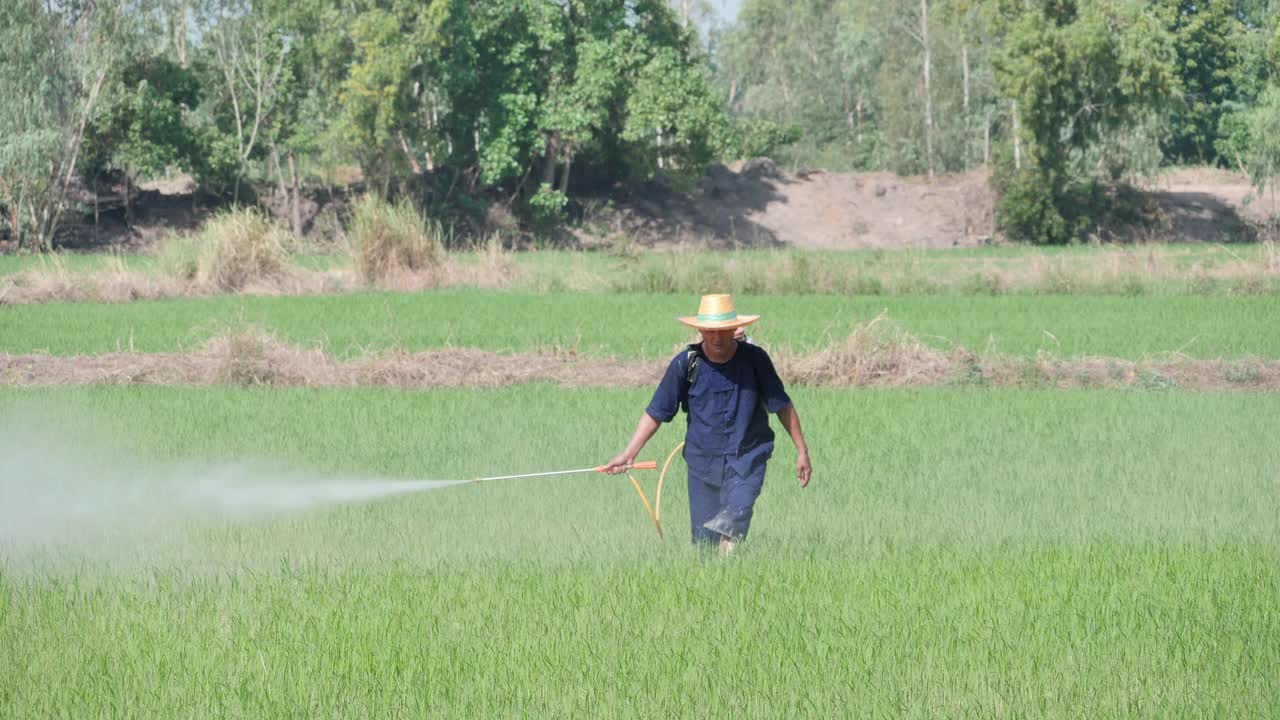 资深亚洲农民在稻田喷洒除草剂。视频素材