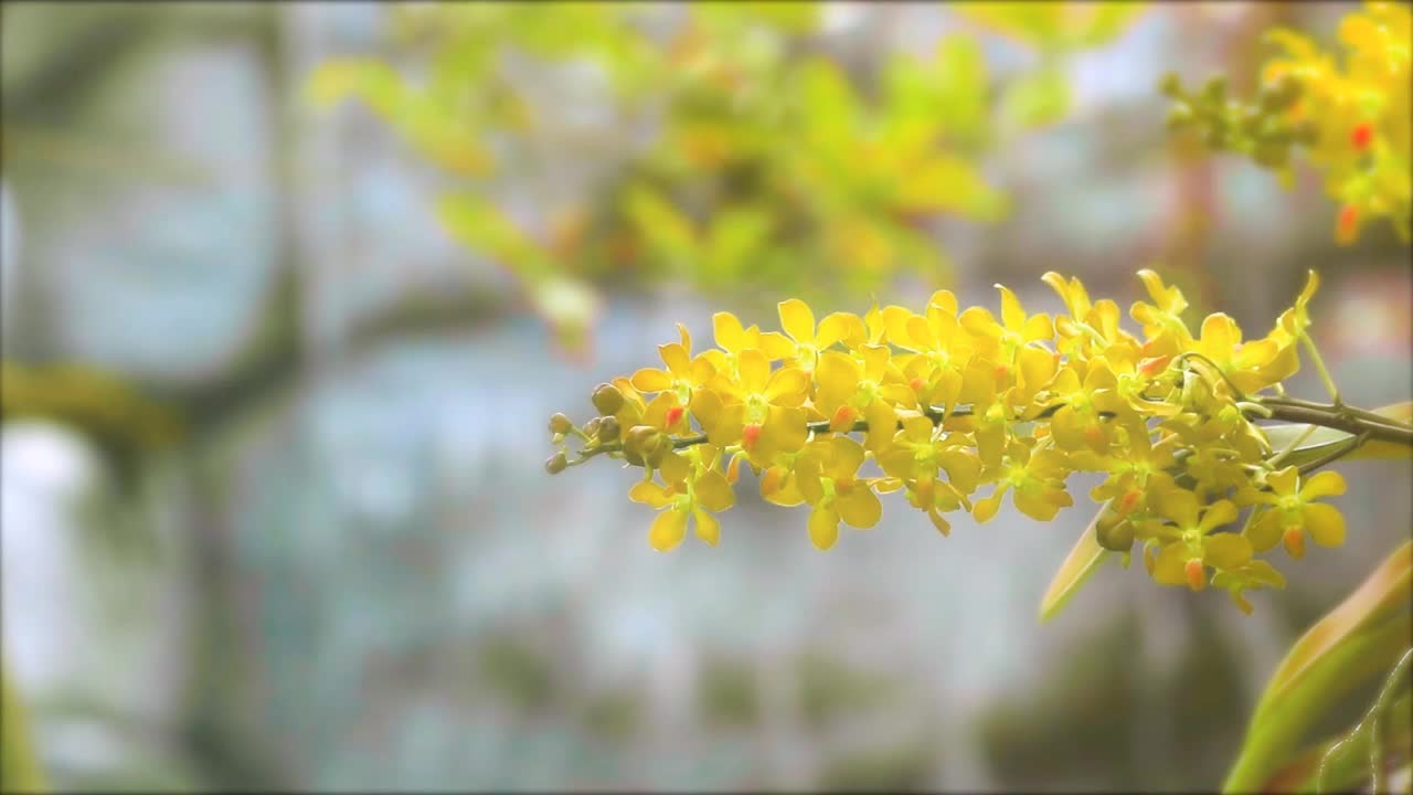 黄色兰花花盛开，黄绿色的叶子和模糊的蓝色瀑布背景视频素材