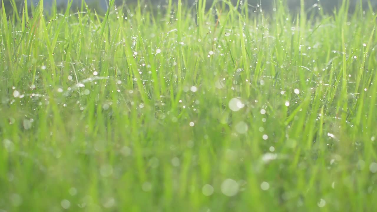 向前穿过草地，树叶上沾着露水。夏日清晨，在温暖的阳光下，依偎着翠绿的草地。低角度的观点。视频素材