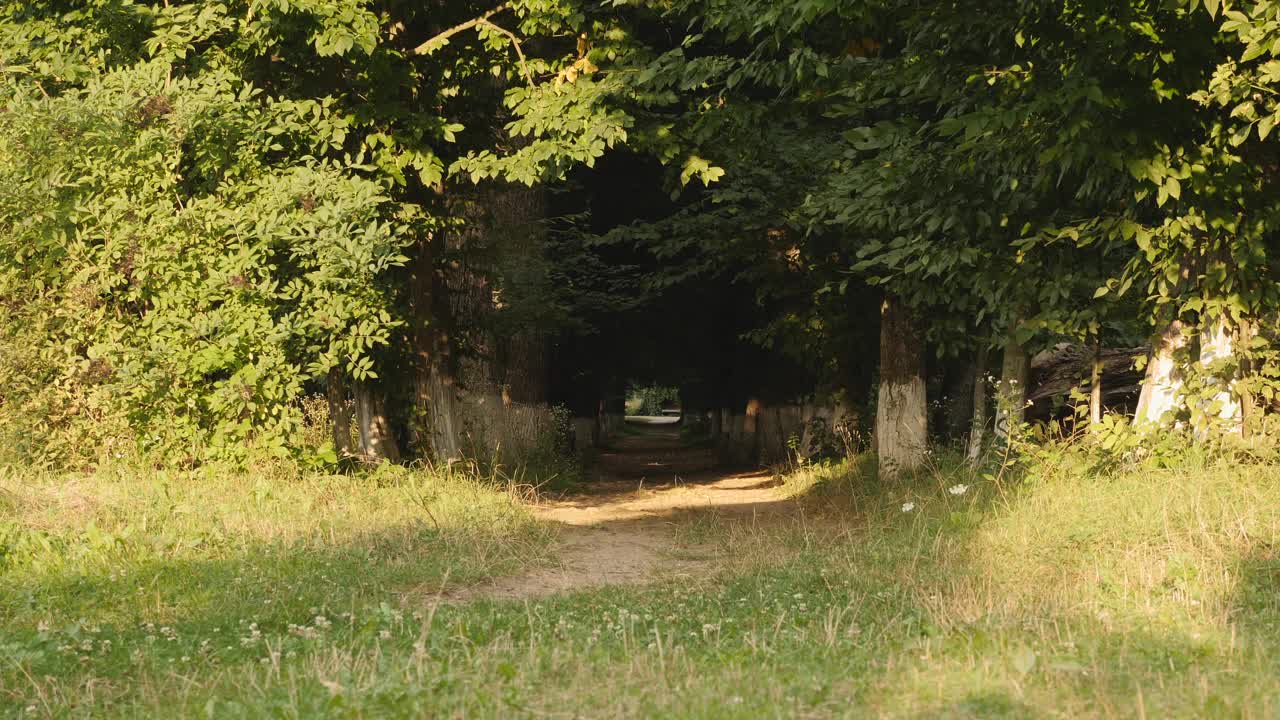 空街道道路景观与树木和小径。隧道里的树木，树叶在微风中吹着公园。森林的路径。绿树成荫的美丽道路视频素材