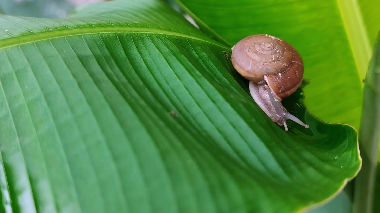 蜗牛在绿叶上滑行。视频素材