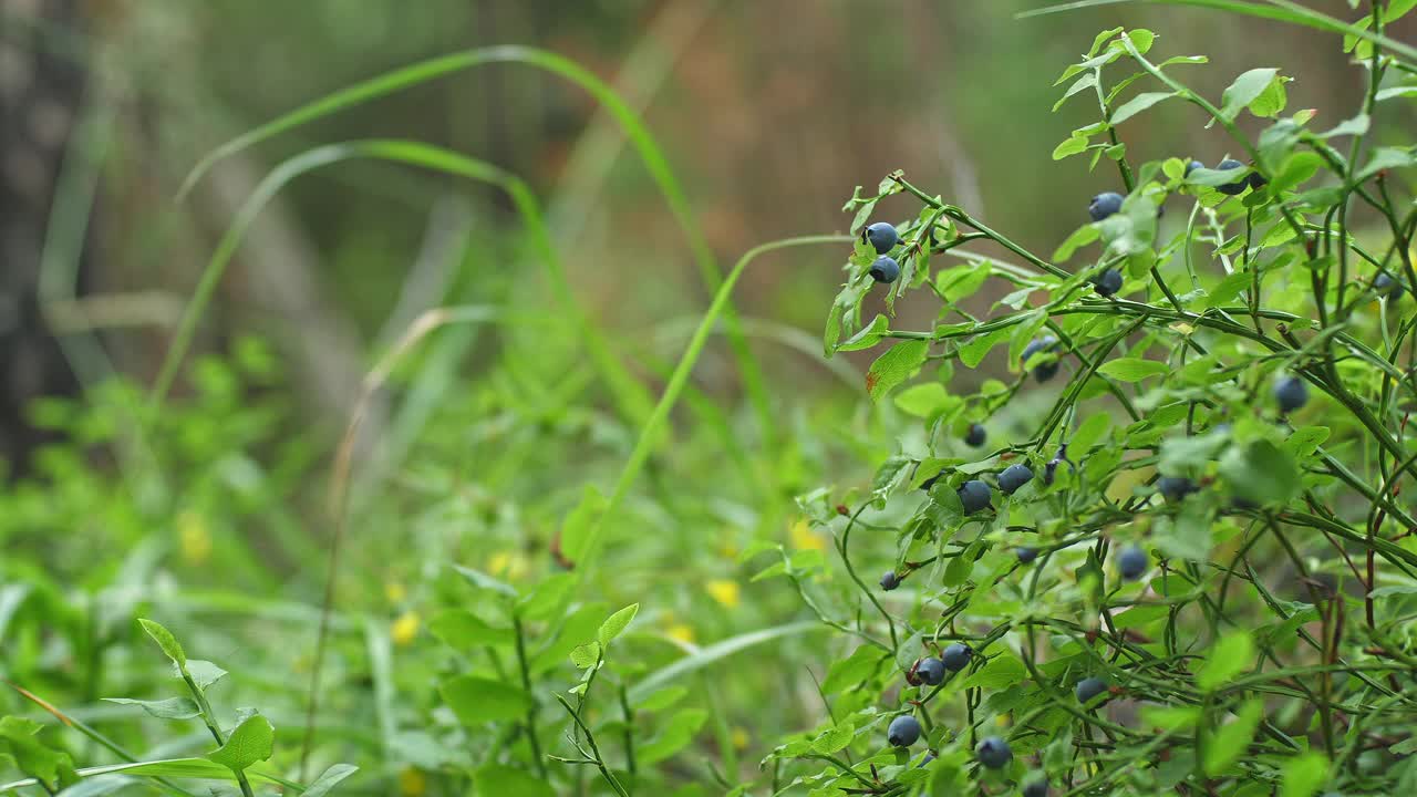 夏天在瑞典北部采摘蓝莓视频素材