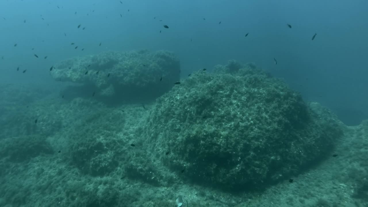 地中海染色鱼(chromis chromis)游过覆盖着棕色海藻(Cystoseira)的岩石海床。摄像机移向礁石。地中海、塞浦路斯视频素材