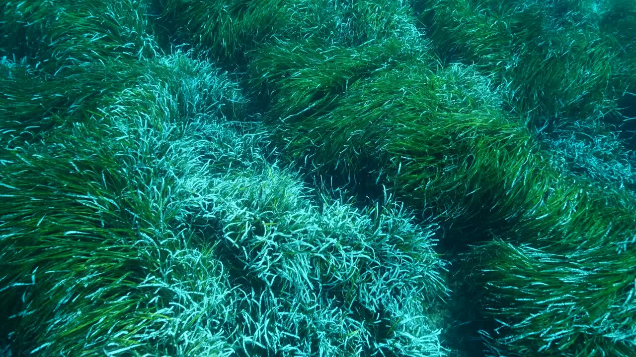 浓密的绿色海生草Posidonia的特写。慢动作，俯视图在绿色海草地中海绦草或海王星草(Posidonia)。地中海、塞浦路斯视频素材