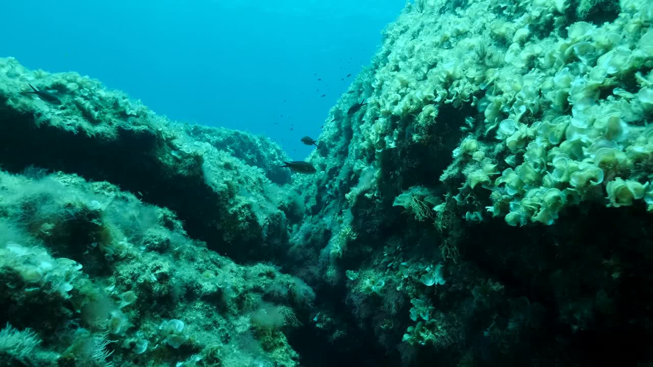 地中海彩色鱼(chromis chromis)游过覆盖着棕色海藻孔雀尾巴(Padina pavonica)的岩石海床。慢镜头，摄像机向前移动。地中海、塞浦路斯视频素材