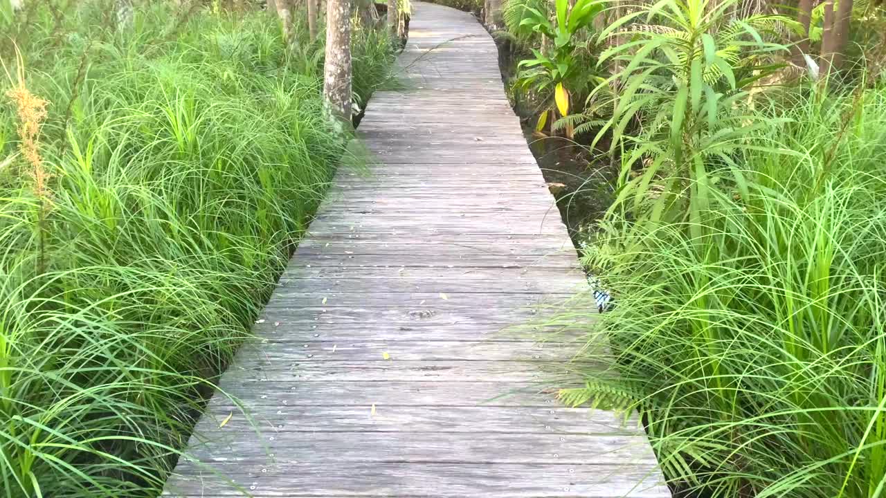 雨林木制人行道视频素材