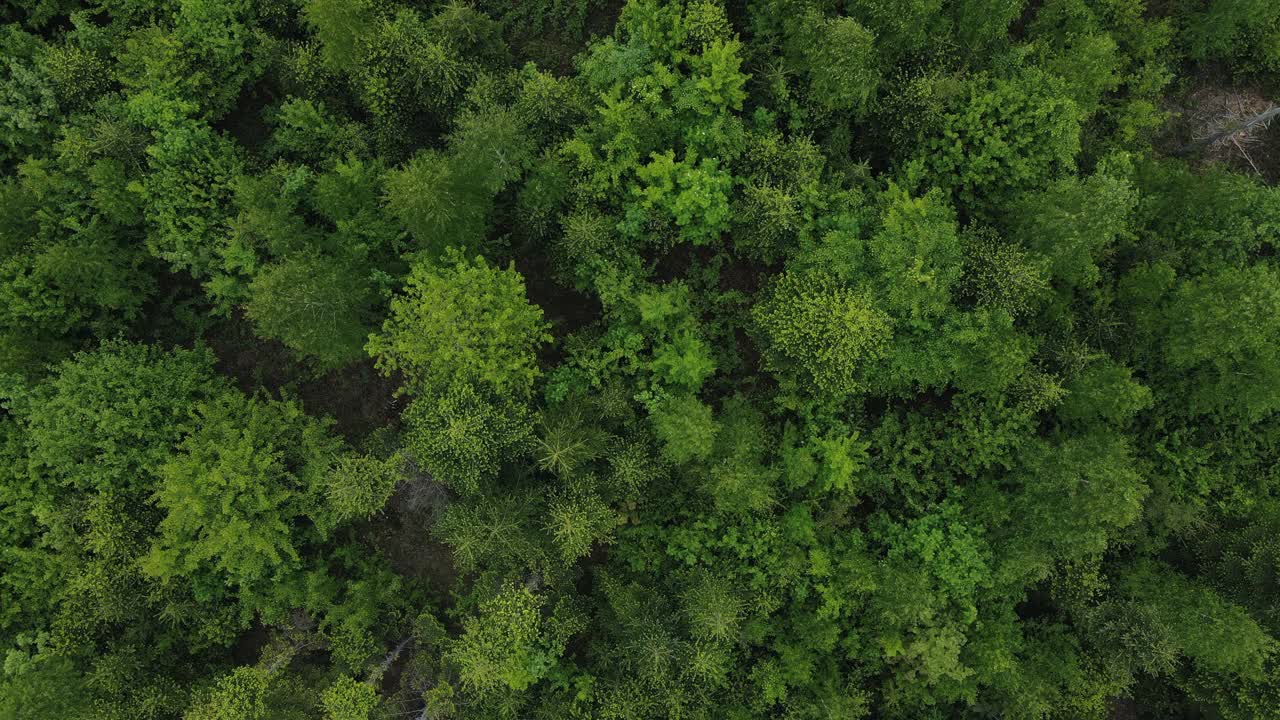 空中拍摄的宏伟美丽的混合绿色森林。树木山峰林立，原生态的自然保护区，自然背景。无人机直接向下拍摄。旅行的目的地视频素材