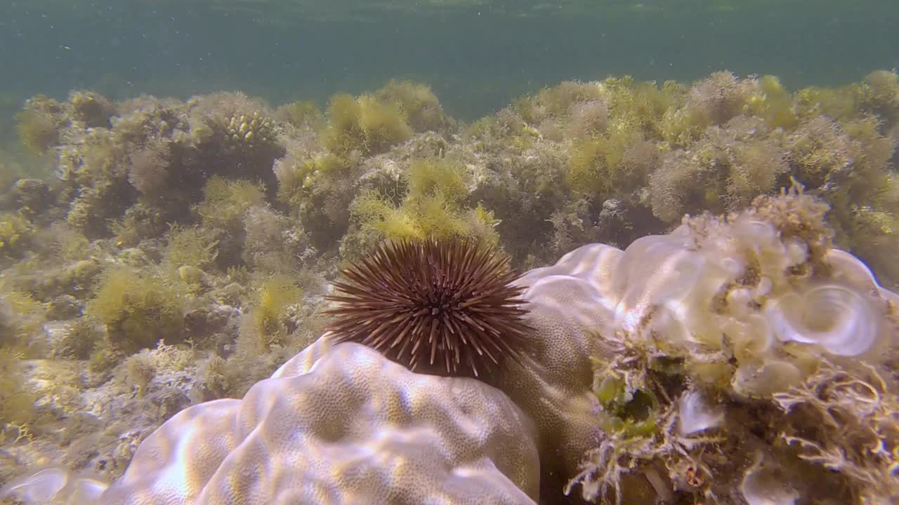 爬在珊瑚上的海胆。穴居海胆或钻岩海胆视频素材