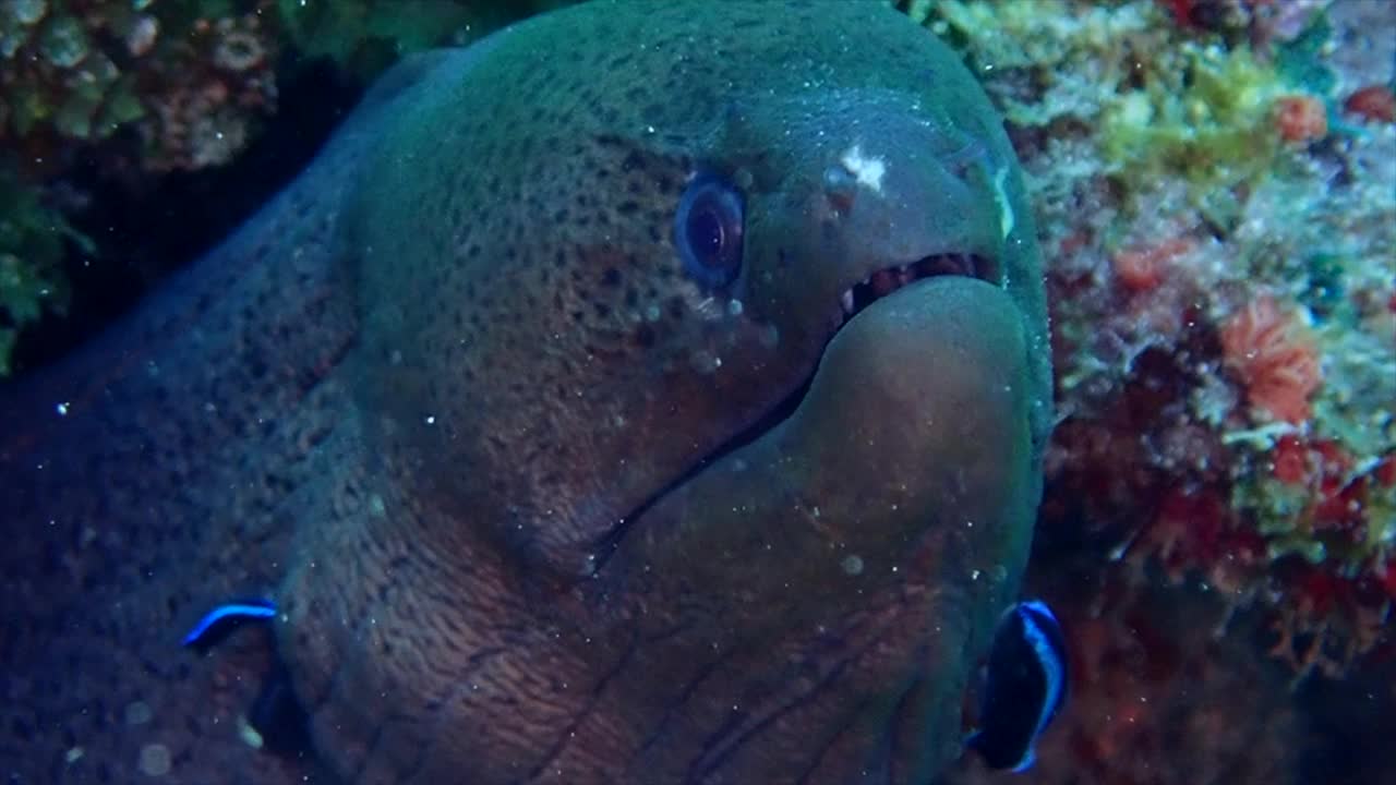 大海鳗在寻找食物视频素材