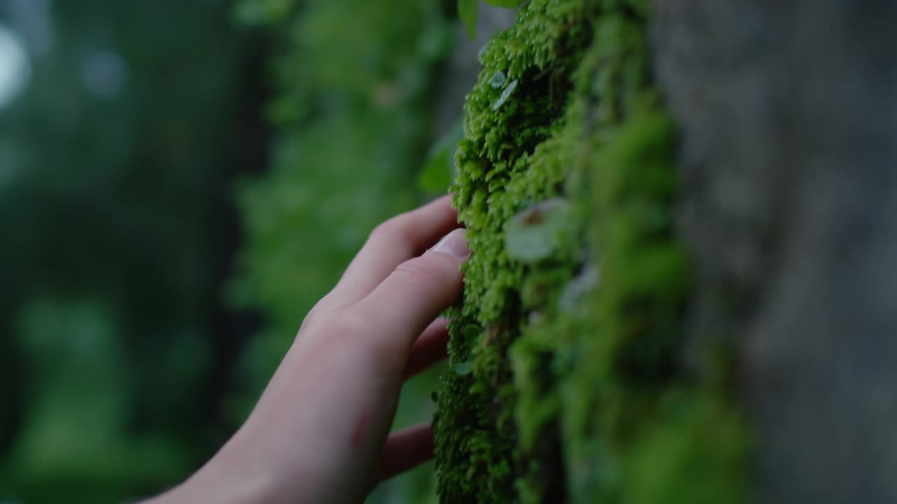 女人的手在森林里触摸树干上的苔藓视频素材