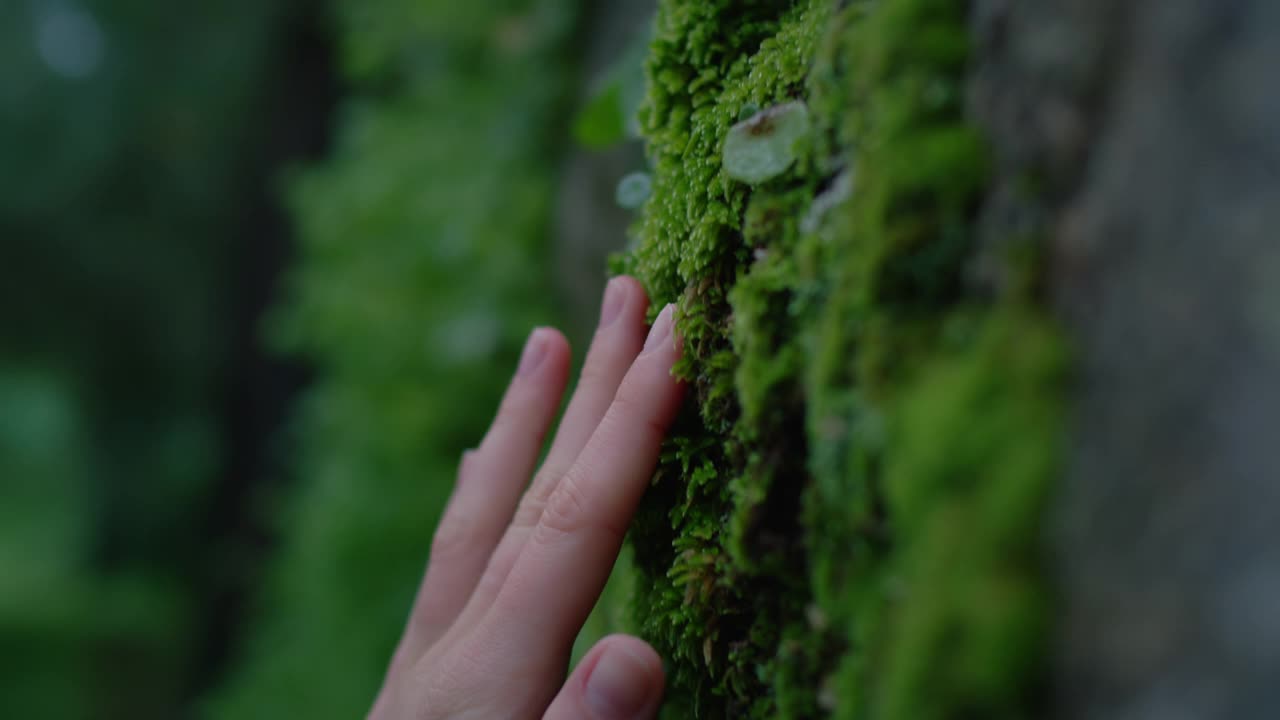 女人的手在森林里触摸树干上的苔藓视频素材